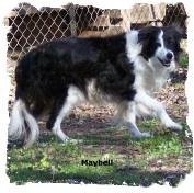 Female Border Collie Maybell running 